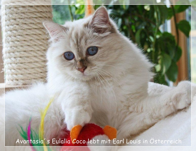 Avantasia`s Heilige Birma Katze Eulalia Cocor 