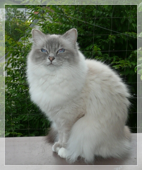 Heilige Birma Katze Avantasia`s Ghinny