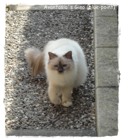 Avantasia`s Heilige Birma Kater Gino