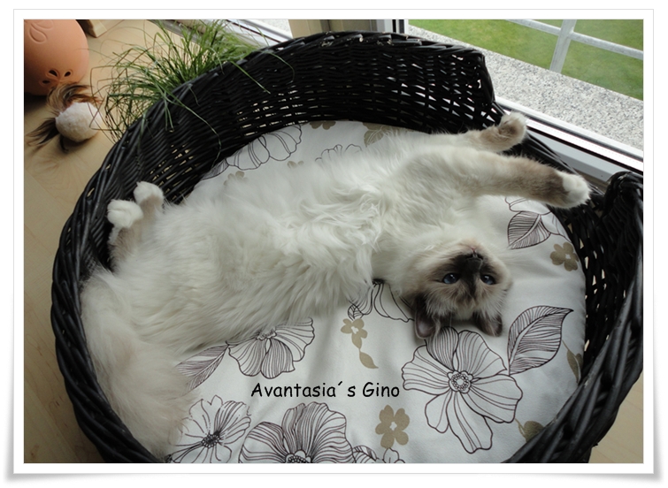 Avantasia`s Heilige Birma Kater Gino