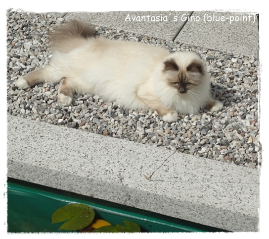 Avantasia`s Heilige Birma Kater Gino