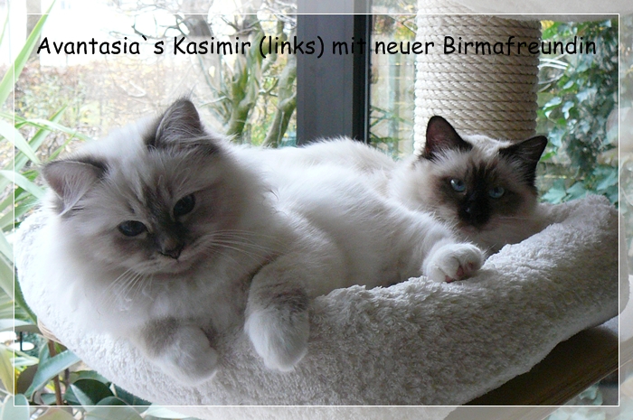Avantasia`s Heilige Birma Kater Kasimir