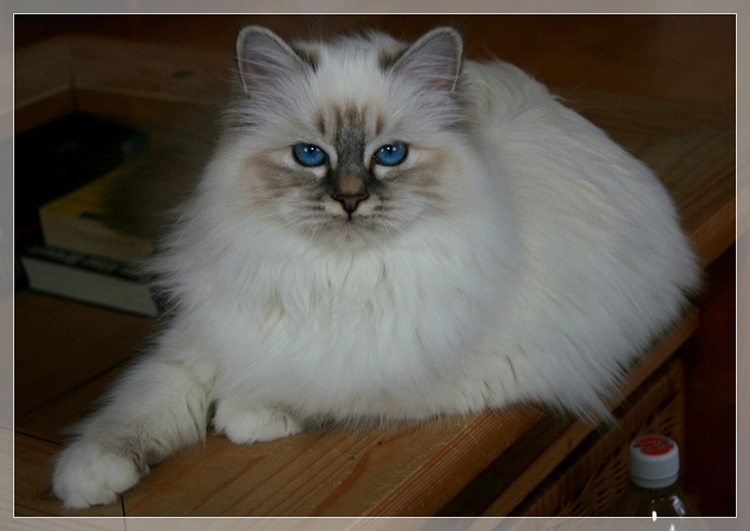 Avantasiaias Heilige Birma Katze Kissy, blue-tabby-point Birma Dame