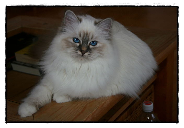 Avantasiaias Heilige Birma Katze Kissy, 6  Monate alt