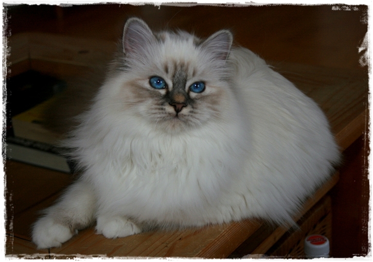 Avantasiaias Heilige Birma Katze Kissy