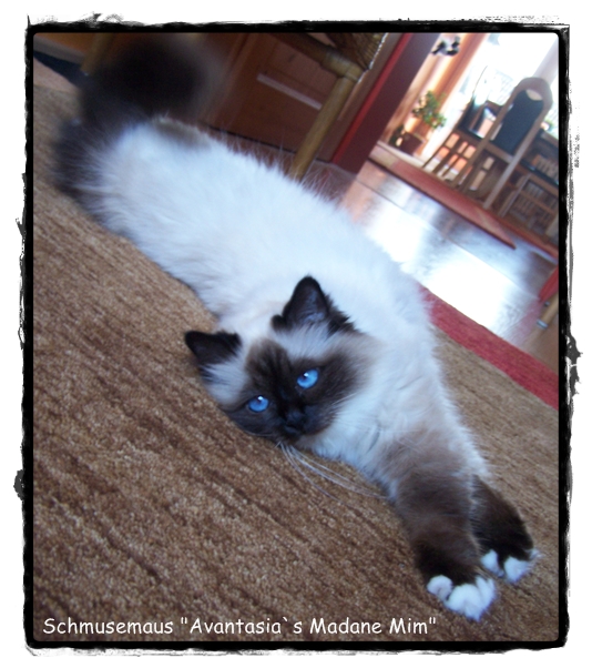 Avantasia`s Heilige Birma Katze Madame Mim