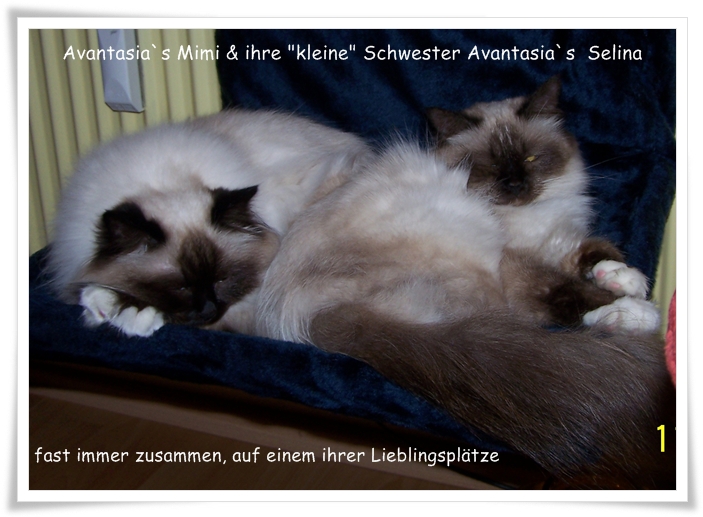 Avantasia`s Heilige Birma Katze Madame Mim und Selina