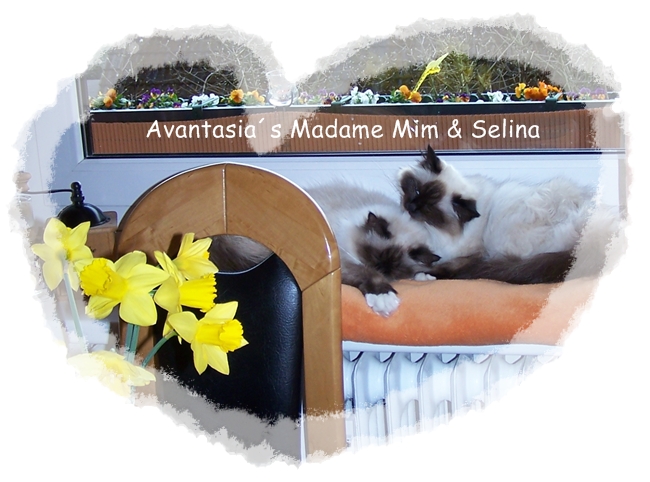 Avantasia`s Heilige Birma Katze Madame Mim und Selina