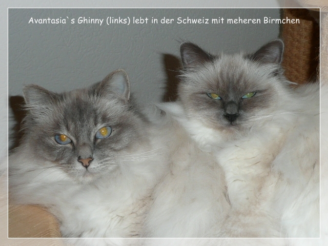 Heilige Birma Katze Avantasia`s Ghinny