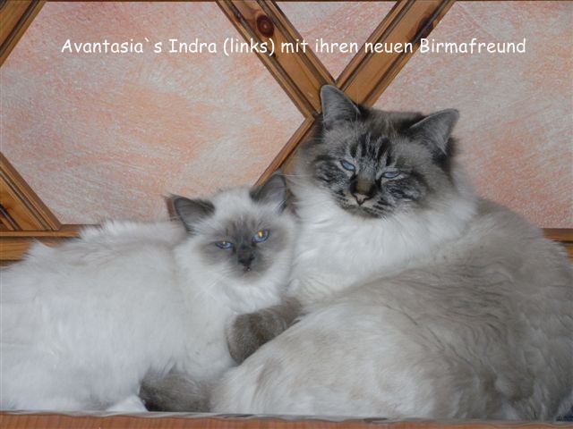 Heiligebirma Katze Avantasia`s Indra