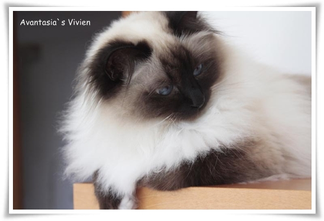 Avantasia`s Heilige Birma Katze Vivien